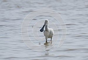 Black-faced Spoonbill in shenzhen,china