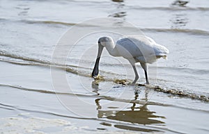 Black-faced Spoonbill in shenzhen,china