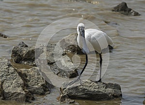 Black-faced Spoonbill in shenzhen,china
