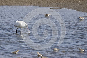 a black-faced spoonbill and a small group of sandpipers