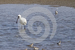 A black-faced spoonbill and a small group of sandpipers