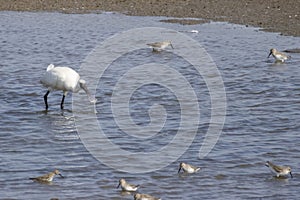 A black-faced spoonbill and a small group of sandpipers