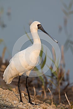 Black-faced Spoonbill standing