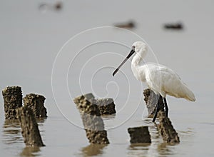 Black-faced Spoonbill at waterland