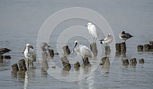 Black-faced Spoonbill at waterland