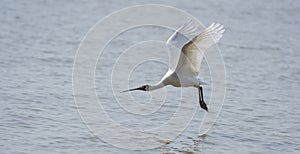 Black-faced Spoonbill at waterland in shenzhen