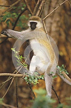 Black-faced Vervet Monkey photo