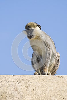 Black Faced Vervet Monkey