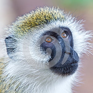 Black Faced Vervet Monkey