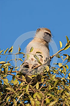 Black Faced Vervet Monkey