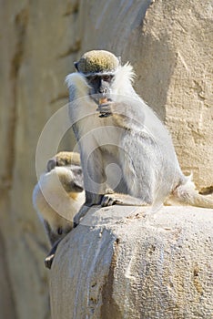 Black Faced Vervet Monkey Eating