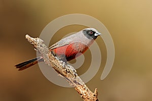 Black-faced waxbill perched on a branch