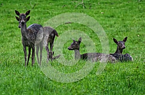 Black Fallow Deer, small group of doe`s