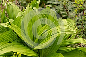 Black false hellebore or Veratrum Nigrum plant in Zurich in Switzerland