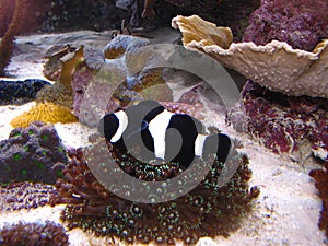 Black False percula clownfish amphiprion ocellaris Hosting in Goniopora Reef Scene