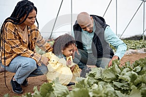 Black family, agriculture farm and greenhouse garden to check growth of plants. Love, agro learning and care of father