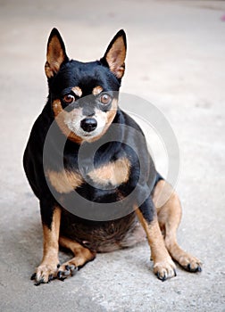 Black fat miniature pinscher