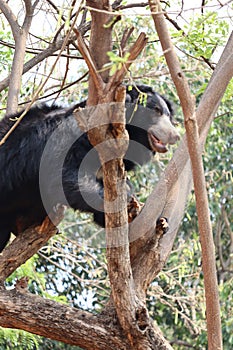 The black fat sloath bear