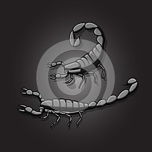 Black Fat-Tailed Scorpions