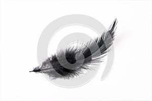 Black feather photo