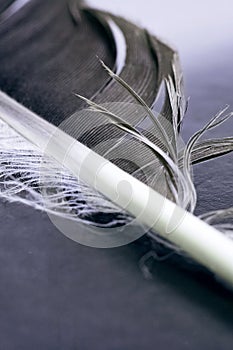 Black feather of crow on black background