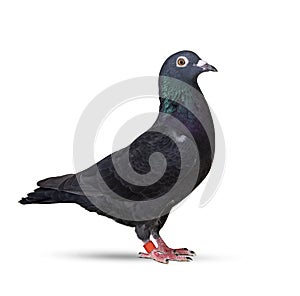 Black feather of homing speed racing pigeon isolated white background