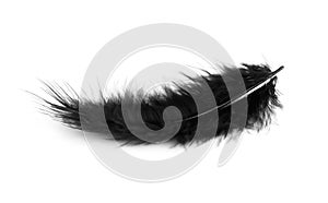 Black feather photo