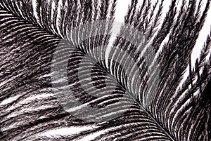 Black feather plumage texture