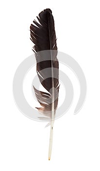 Black feather of a stork