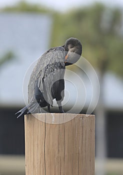 Black feathered Cormorant bird dock pole preening