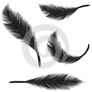 Black Feathers Isolated