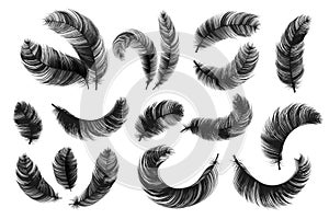 Black feathers. Realistic fluffy swan feathers, vintage isolated quill silhouettes, vector angel or bird twirled