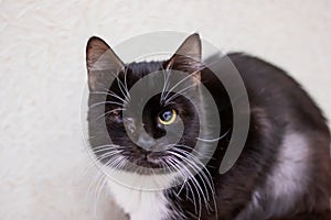 A black Felidae cat with whiskers sitting on a radiator