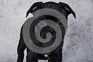 Black female American Staffordshire Bull Terrier dog puppy on gray background