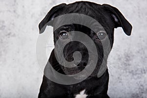 Black female American Staffordshire Bull Terrier dog puppy on gray background