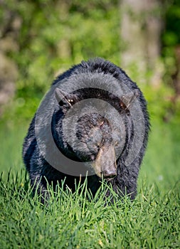 Black female bear walks through meadow in Minnesota.CR2