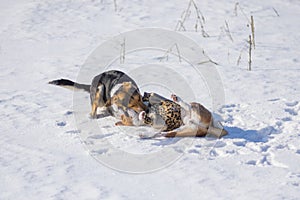 Black female dog bites Basenji on the neck