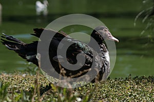 Black female of Muscovy duck Cairina moschata