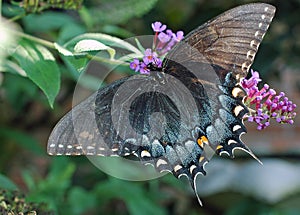 Black Female Swallowtail Butterfly