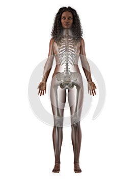 a black females skeletal system
