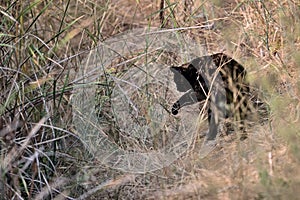 A Black Feral Cat