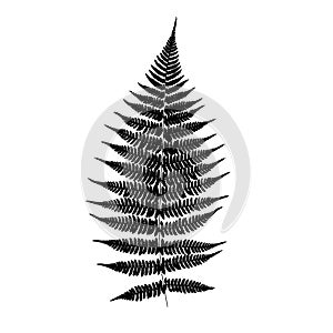 Black Fern leaf silhouette.