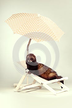 Black ferret portrait on beach chair in studio