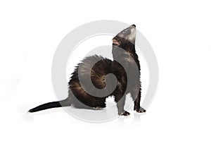 Black ferret on white background posing for portrait in studio