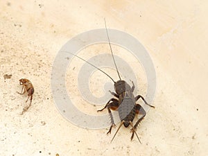 Black field cricket on plastic surface