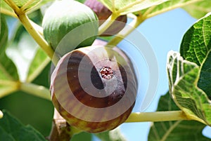 Figs on the tree