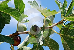 Black figs on the tree