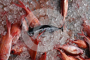 Black fin tuna on ice, with squirrelfish