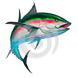 Black fin tuna. Realistic isolated illustration.