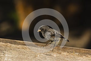 A black finch on a brench photo